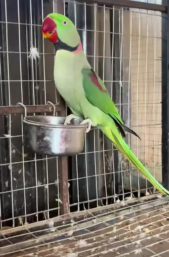 Kashmiri raw parrot for sale and time vice train vaccine mukammal — photo 2