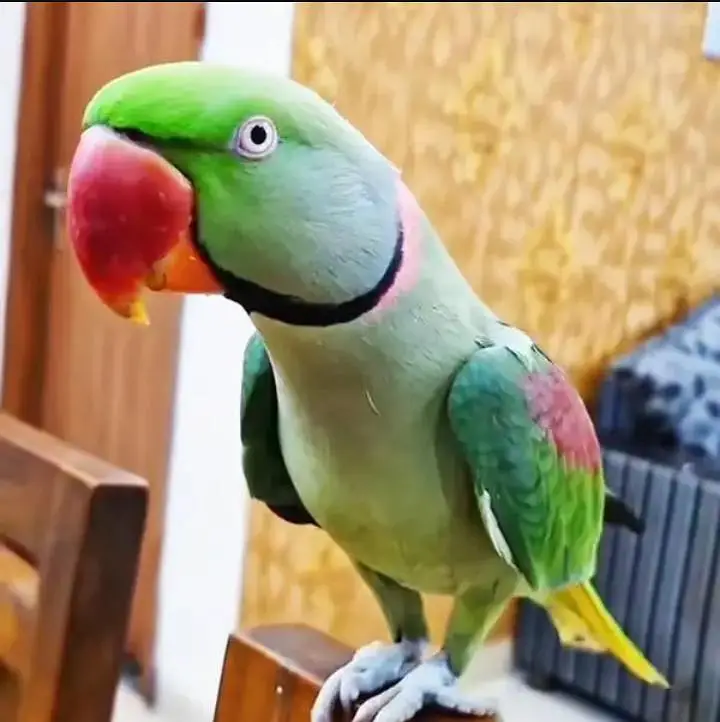 Kashmiri raw parrot for sale and time vice train vaccine mukammal — photo 2
