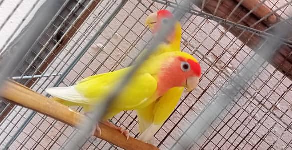 Common Latino Lovebirds Breeder Pair.