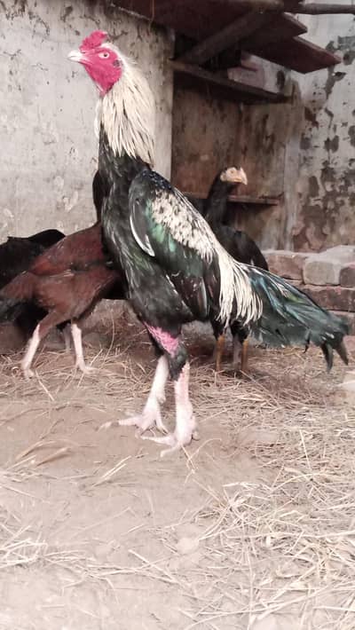 aseel murgh for sale