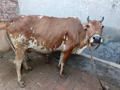 Jersy Fresian l cross | COW | گاۓ | Jersey Cow | for Sale