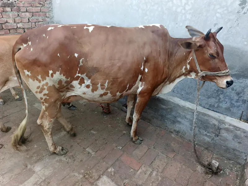 Jersy Fresian l cross | COW | گاۓ | Jersey Cow | for Sale — photo 2