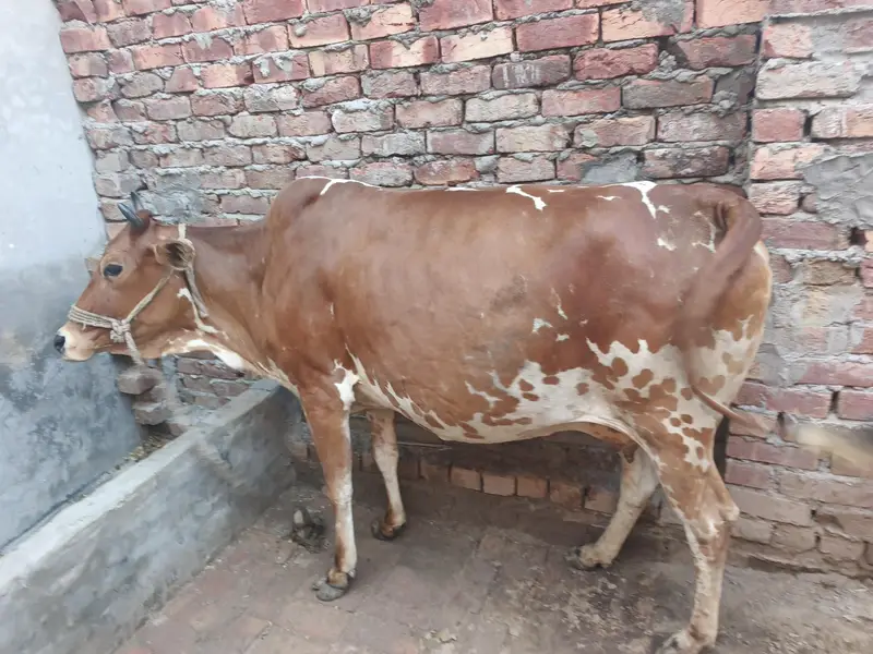 Jersy Fresian l cross | COW | گاۓ | Jersey Cow | for Sale — photo 3