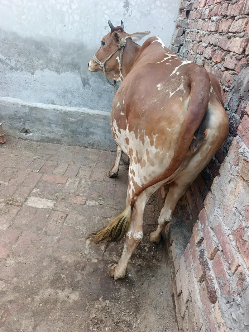 Jersy Fresian l cross | COW | گاۓ | Jersey Cow | for Sale — photo 4