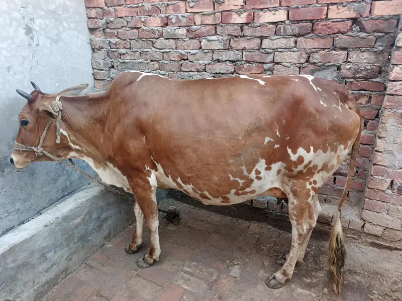 Jersy Fresian l cross | COW | گاۓ | Jersey Cow | for Sale — photo 5