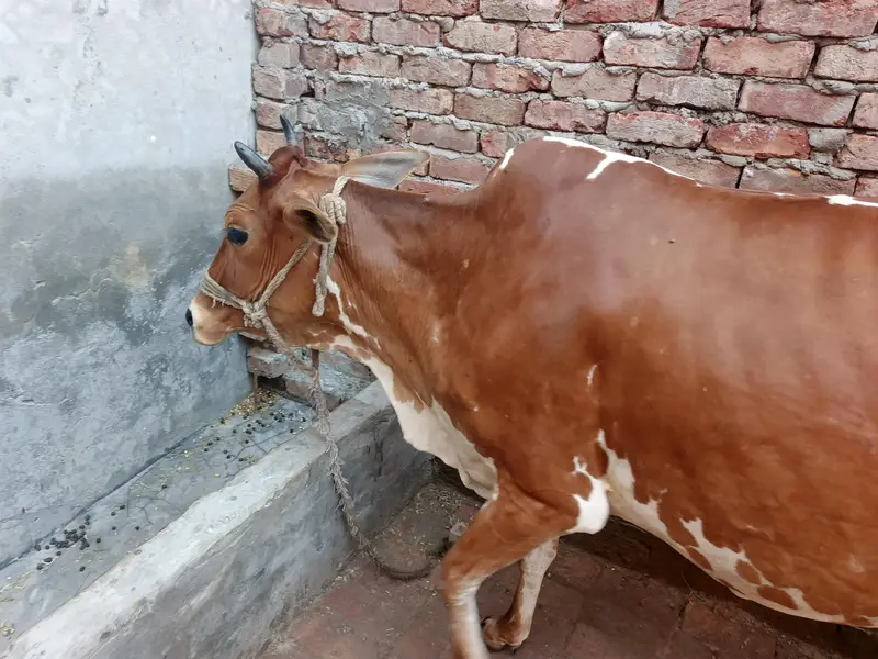 Jersy Fresian l cross | COW | گاۓ | Jersey Cow | for Sale — photo 6