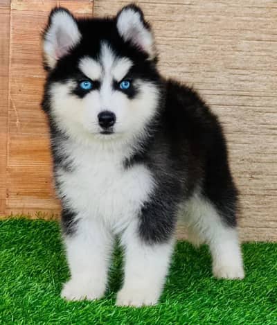 Siberian husky puppy pure breed