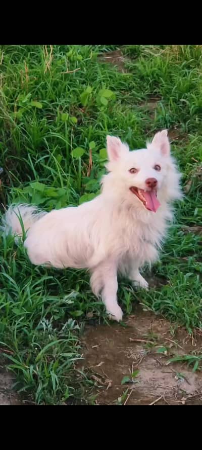 for sale Russian puppy