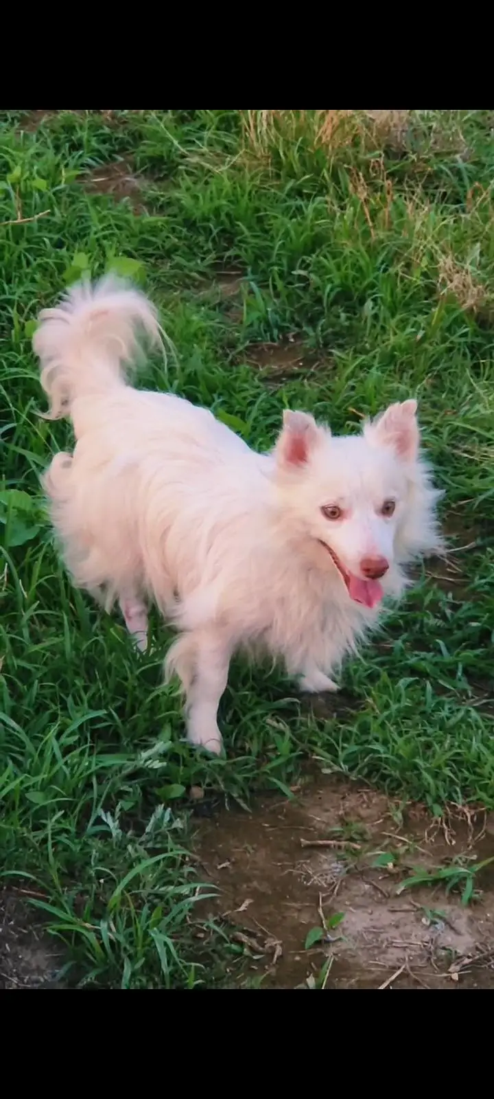 for sale Russian puppy — photo 2
