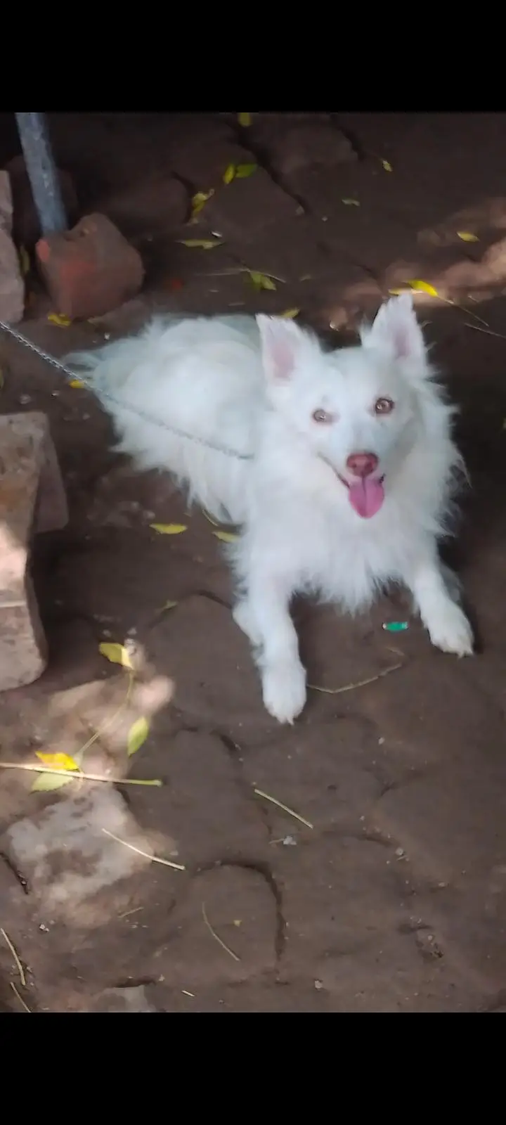 for sale Russian puppy — photo 3