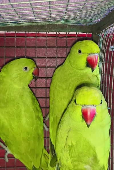parrot urgent for sale Ring//neck 2 female 1 male