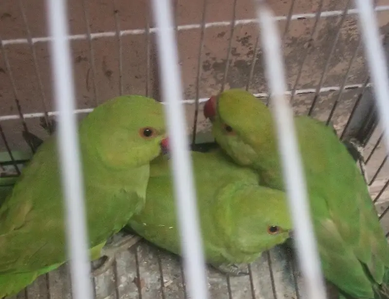 parrot urgent for sale Ring//neck 2 female 1 male — photo 2