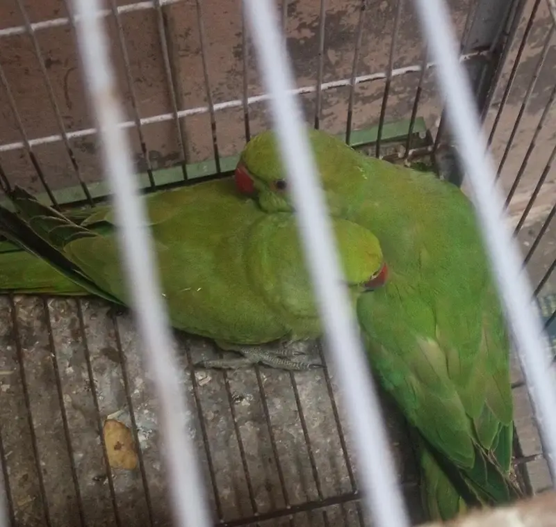 parrot urgent for sale Ring//neck 2 female 1 male — photo 3