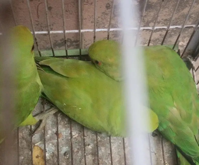 parrot urgent for sale Ring//neck 2 female 1 male — photo 4
