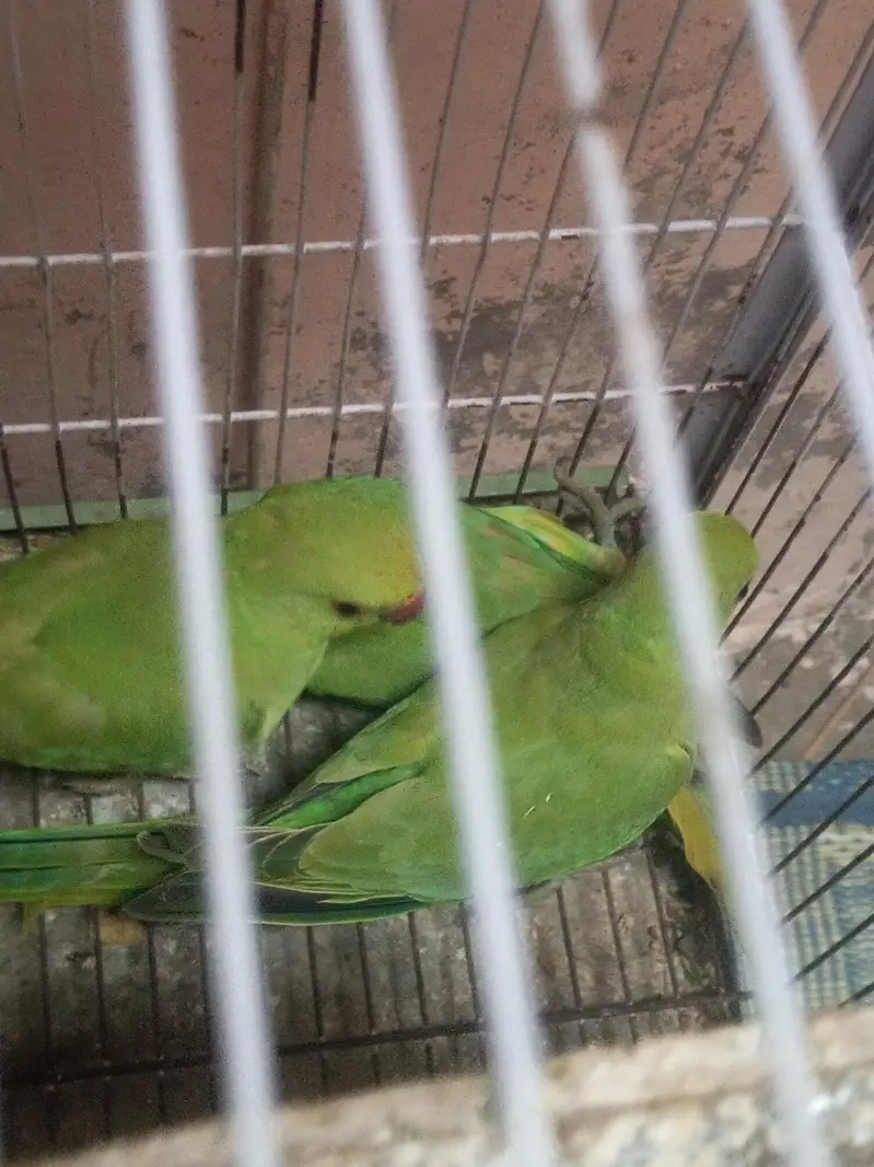 parrot urgent for sale Ring//neck 2 female 1 male — photo 5