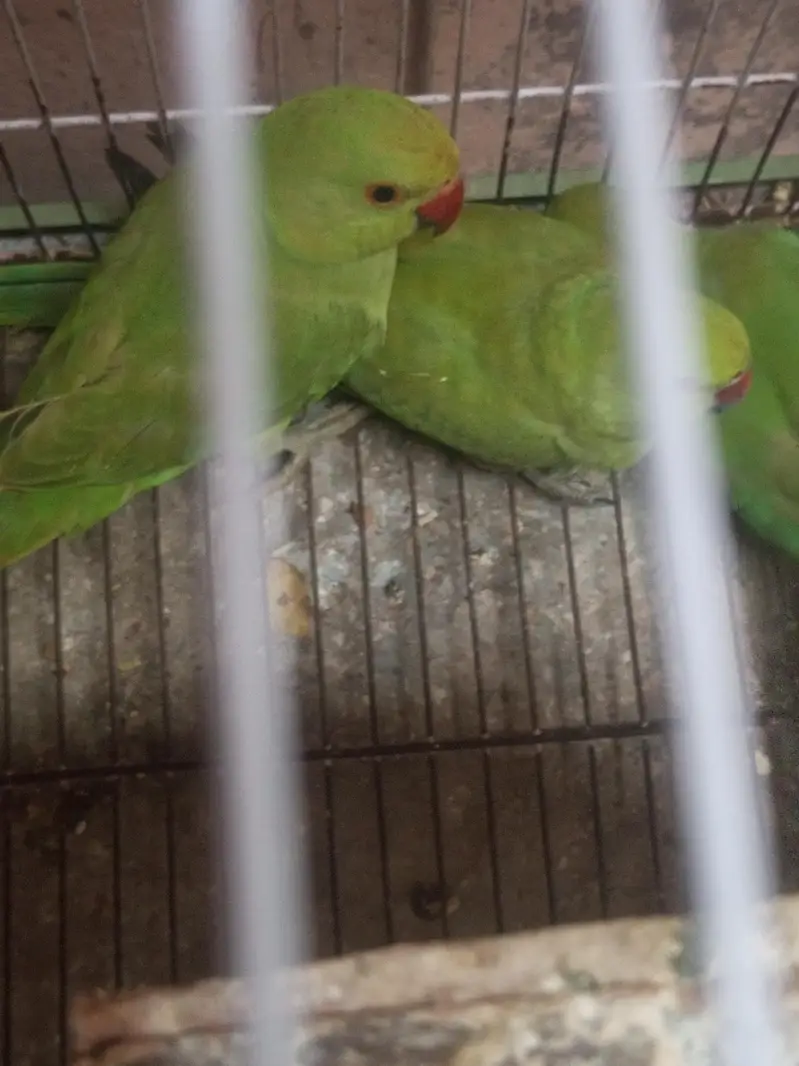 parrot urgent for sale Ring//neck 2 female 1 male — photo 6