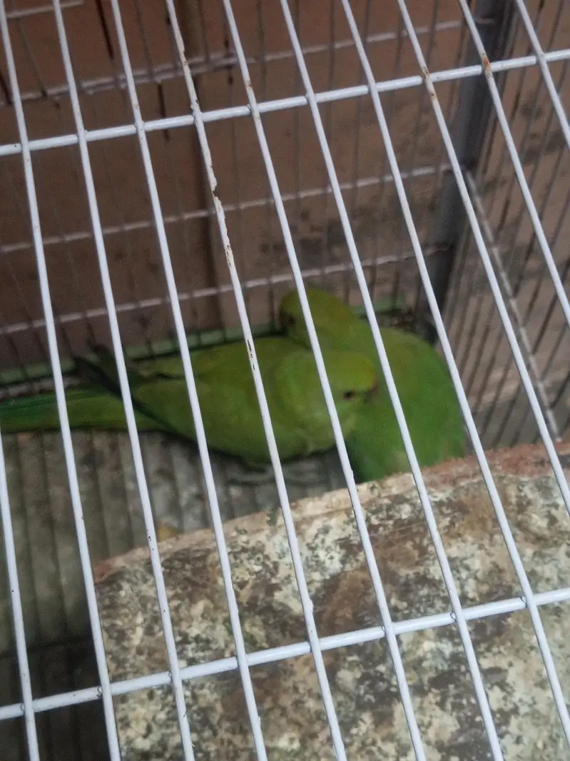 parrot urgent for sale Ring//neck 2 female 1 male — photo 7