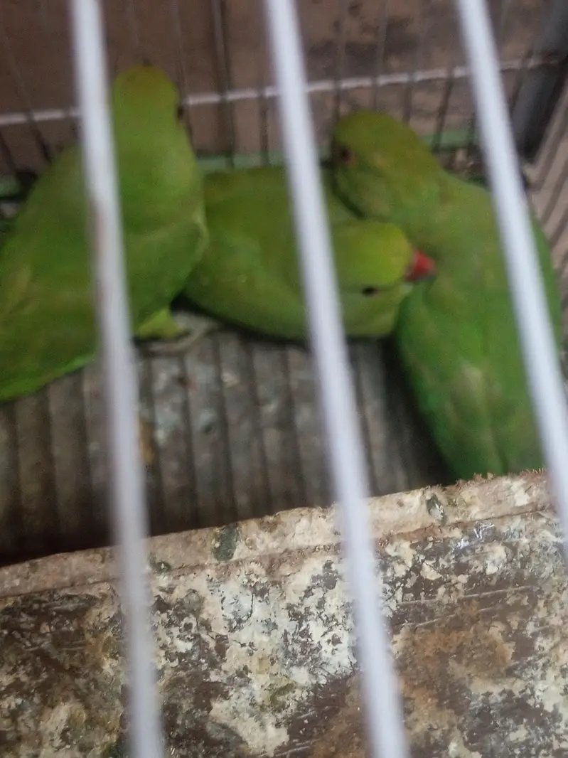parrot urgent for sale Ring//neck 2 female 1 male — photo 8