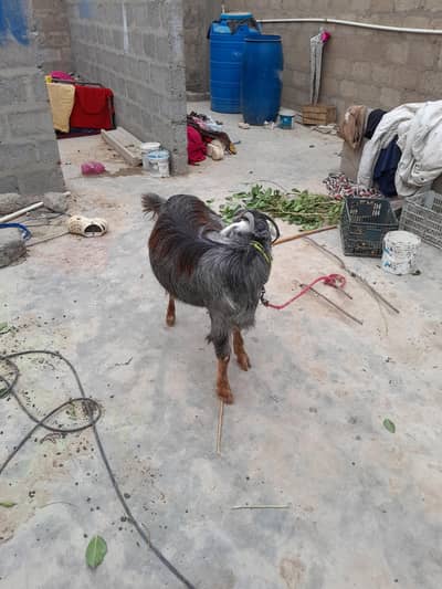 urgent sale  need cash only serious byer only WhatsApp 03152344578