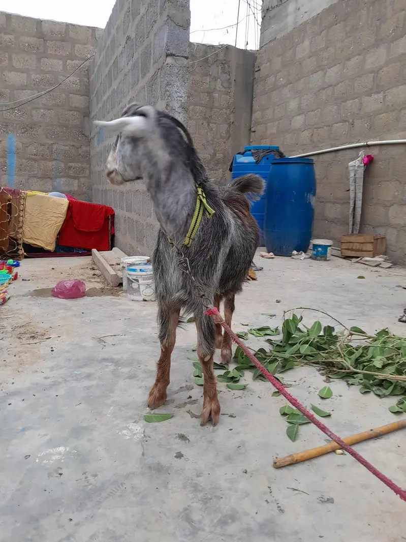 urgent sale  need cash only serious byer only WhatsApp 03152344578 — photo 2