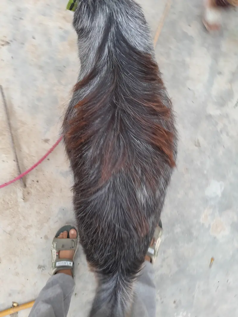 urgent sale  need cash only serious byer only WhatsApp 03152344578 — photo 3