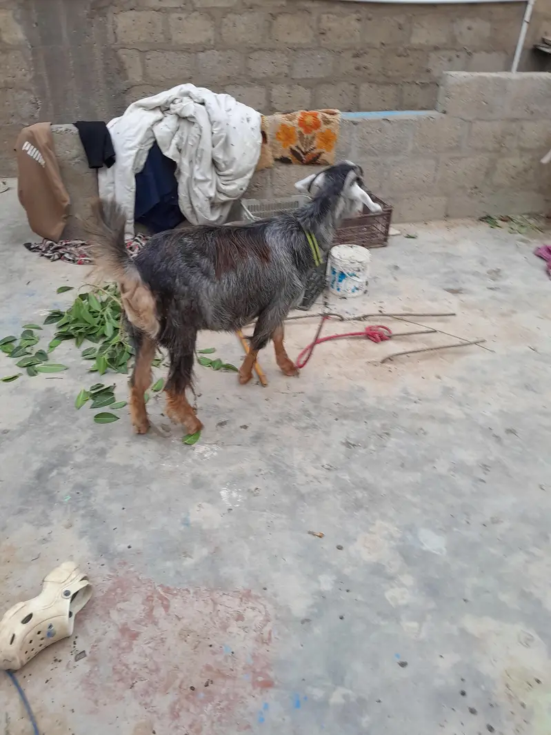 urgent sale  need cash only serious byer only WhatsApp 03152344578 — photo 4