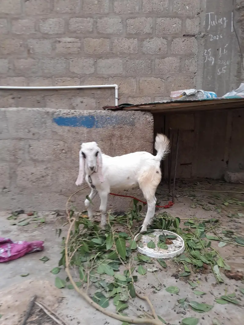 urgent sale  need cash only serious byer only WhatsApp 03152344578 — photo 5