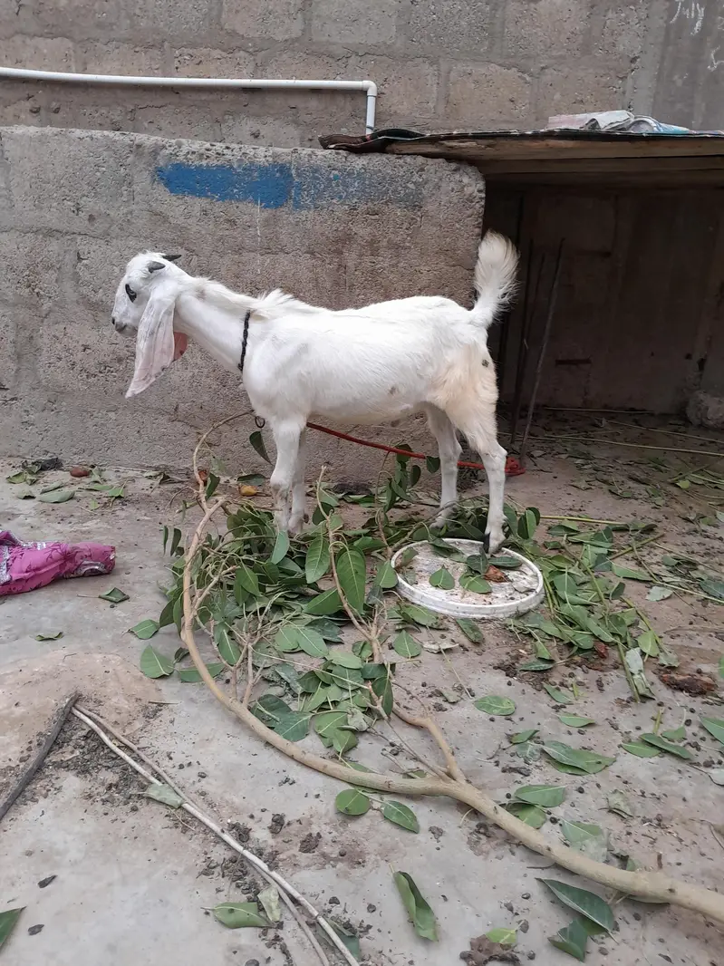 urgent sale  need cash only serious byer only WhatsApp 03152344578 — photo 6