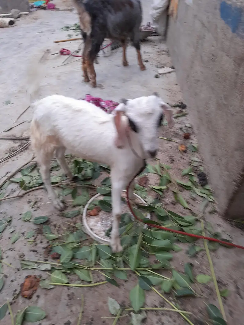 urgent sale  need cash only serious byer only WhatsApp 03152344578 — photo 7