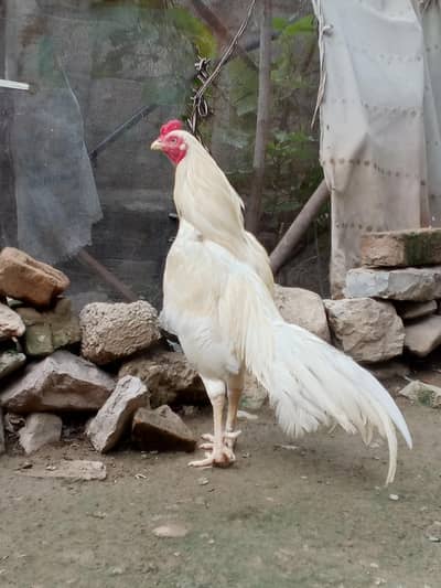 aseel white Heera