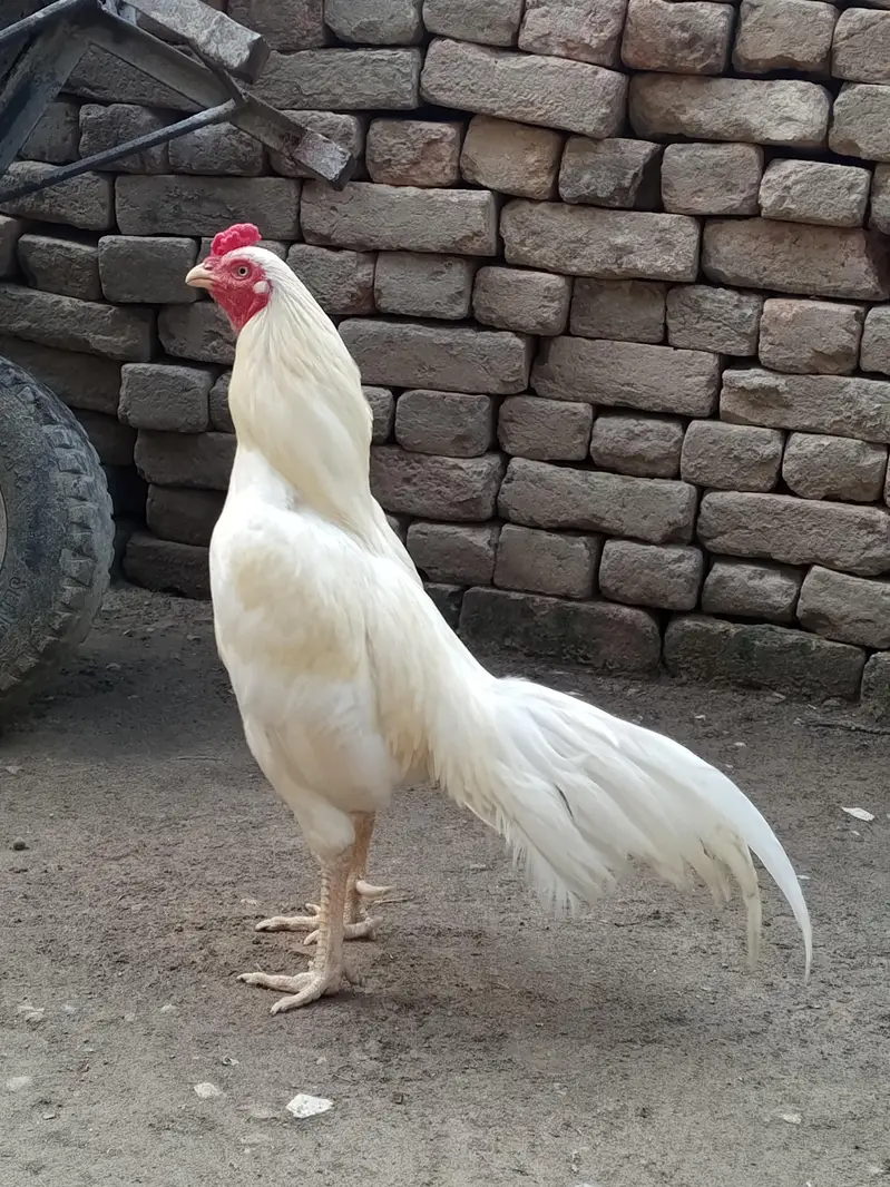 aseel white Heera — photo 2