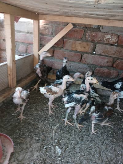 mix chicks for sale lassani heerra or chena
