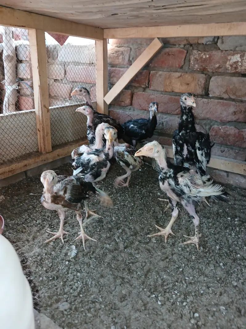 mix chicks for sale lassani heerra or chena — photo 2