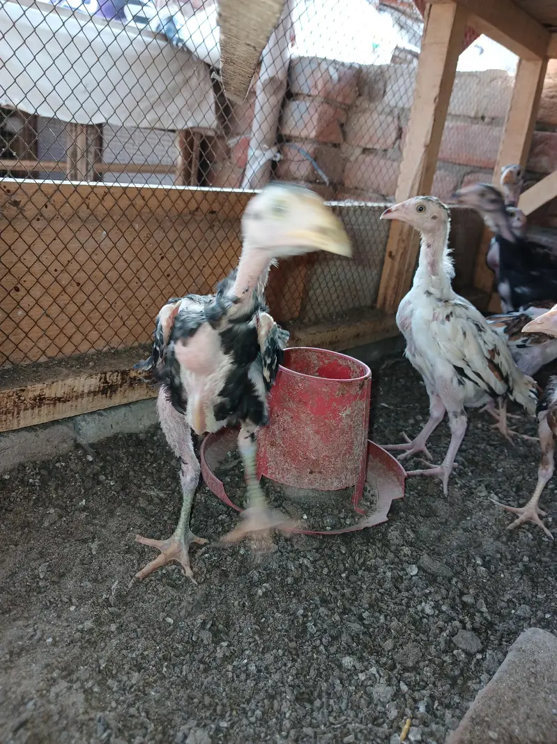 mix chicks for sale lassani heerra or chena — photo 3