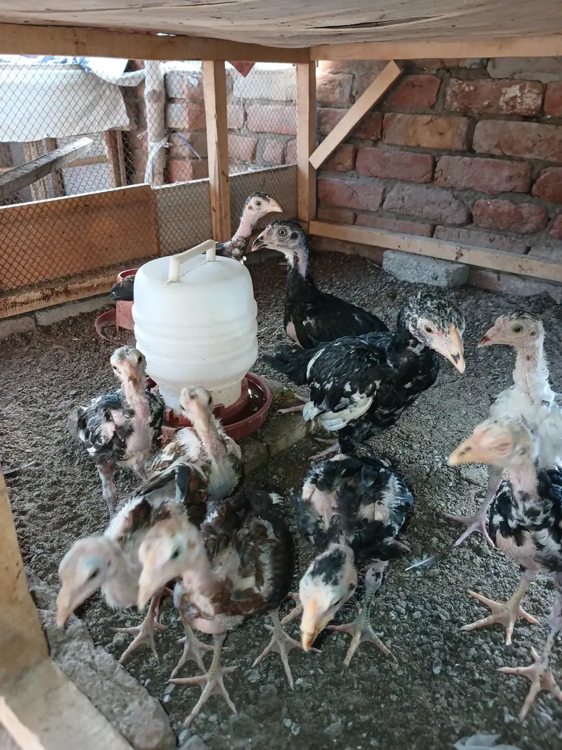 mix chicks for sale lassani heerra or chena — photo 4