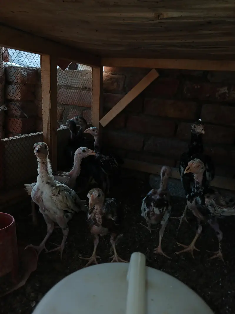 mix chicks for sale lassani heerra or chena — photo 5