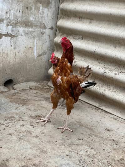 peela Aseel murga desi murgi pair