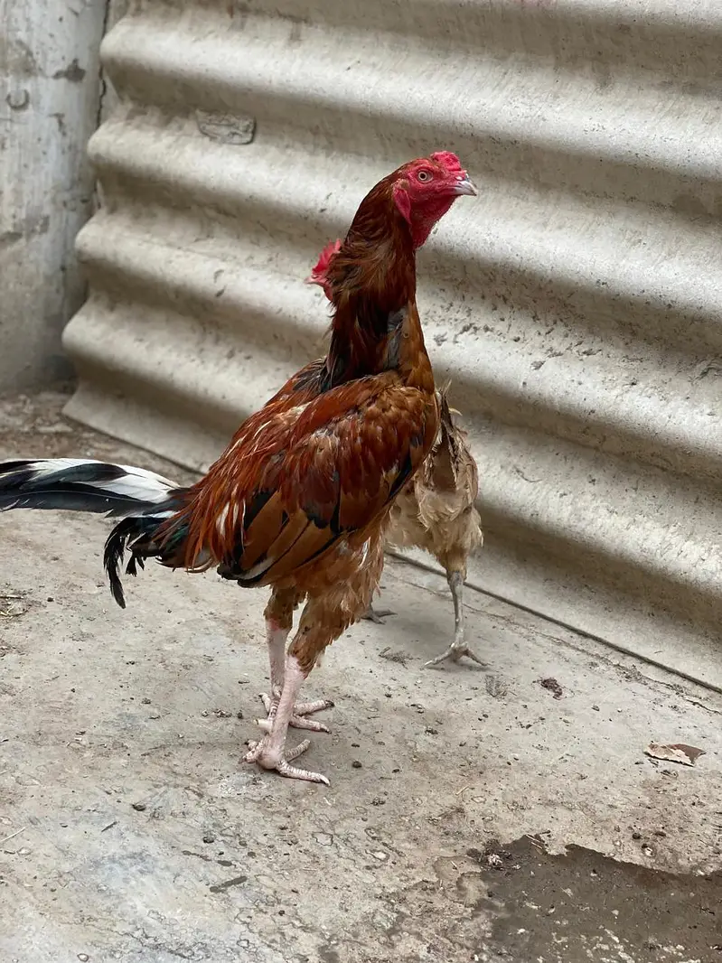 peela Aseel murga — photo 2