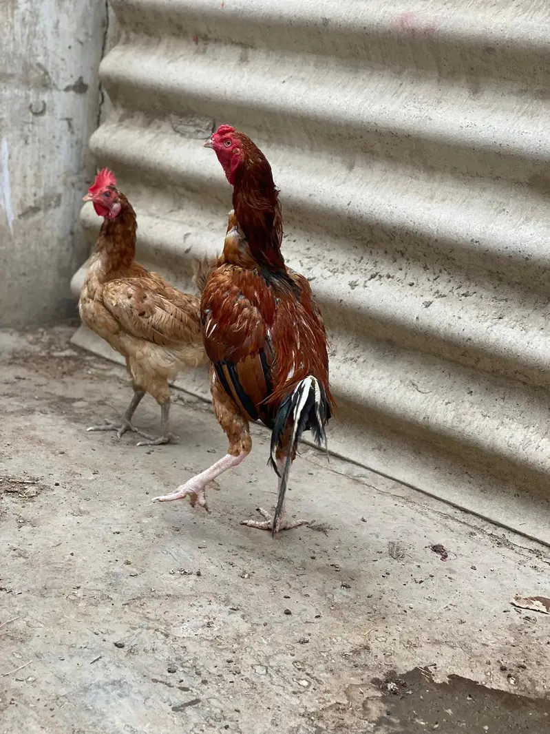 peela Aseel murga — photo 3