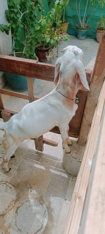 bakri