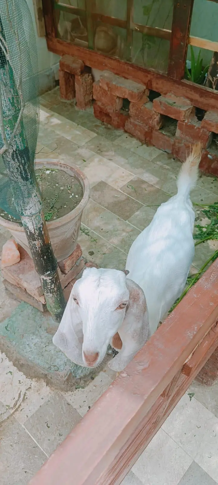 bakri — photo 2