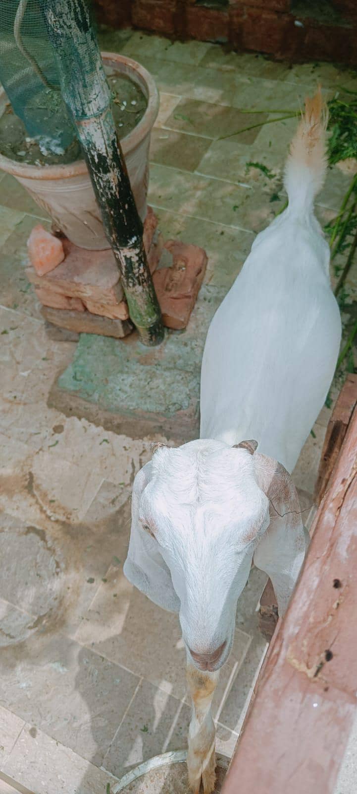 bakri 2