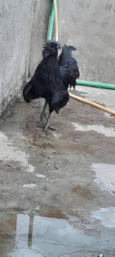 MALE AYAM CEMANI