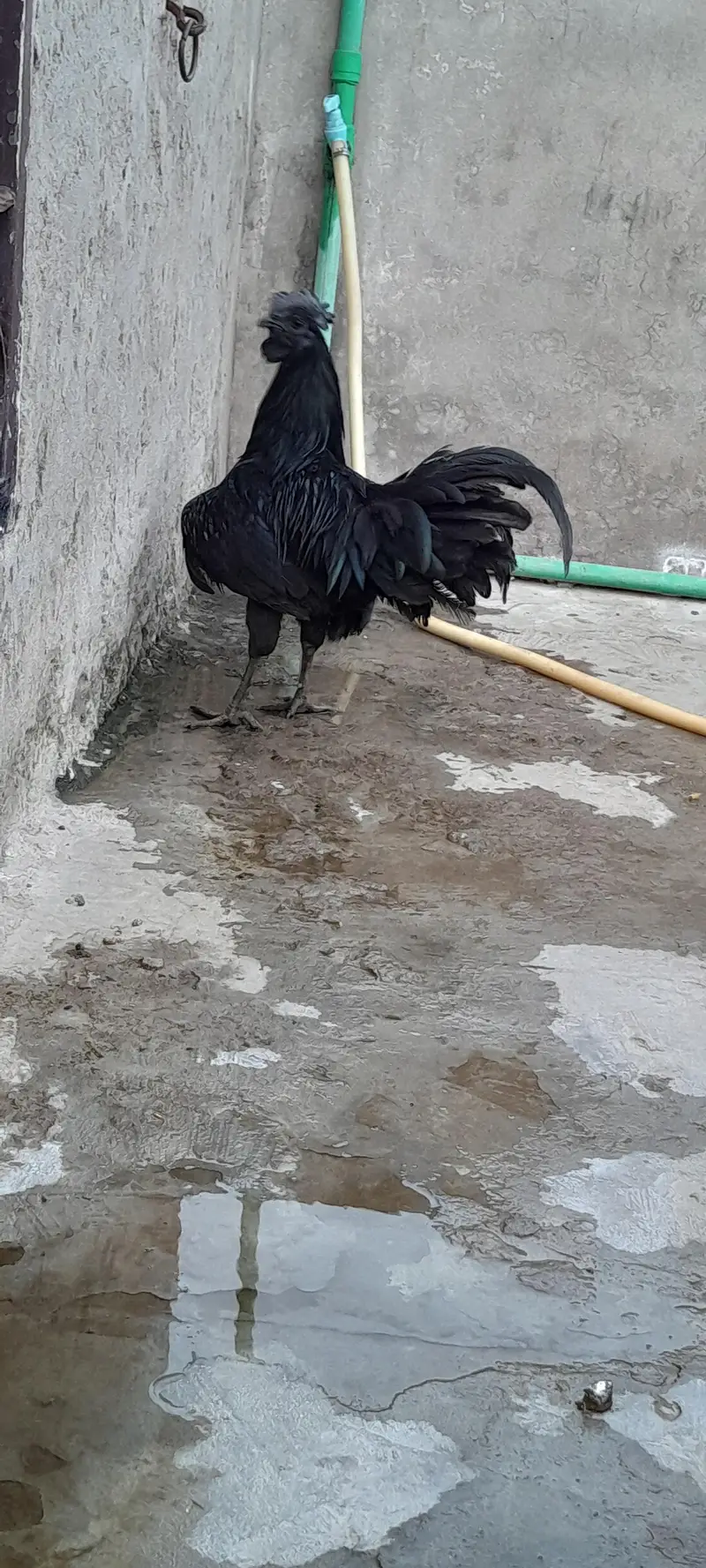 MALE AYAM CEMANI — photo 2
