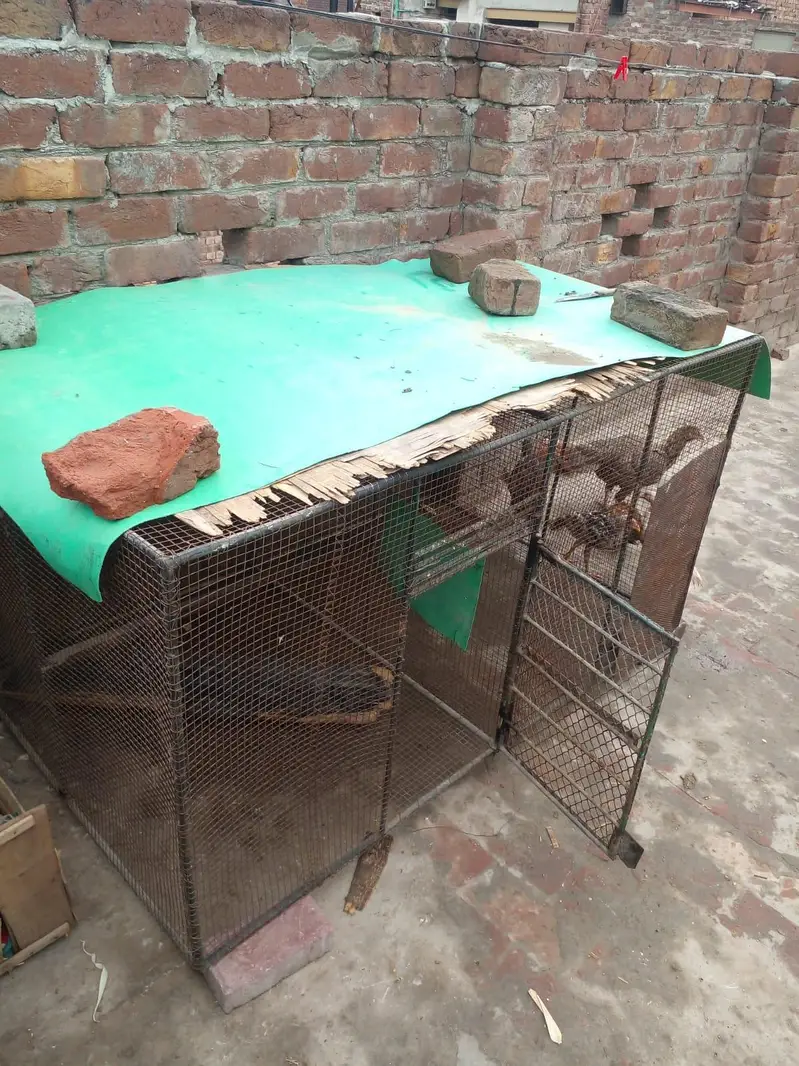 big heavy iron wire cage — photo 3