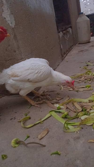 white murgi