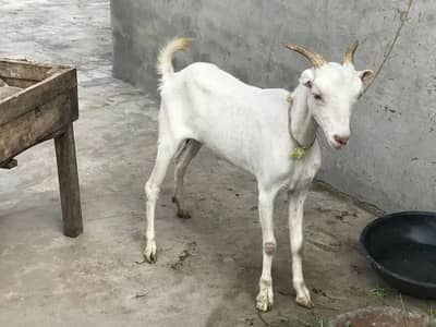 Teddy gulabi goat