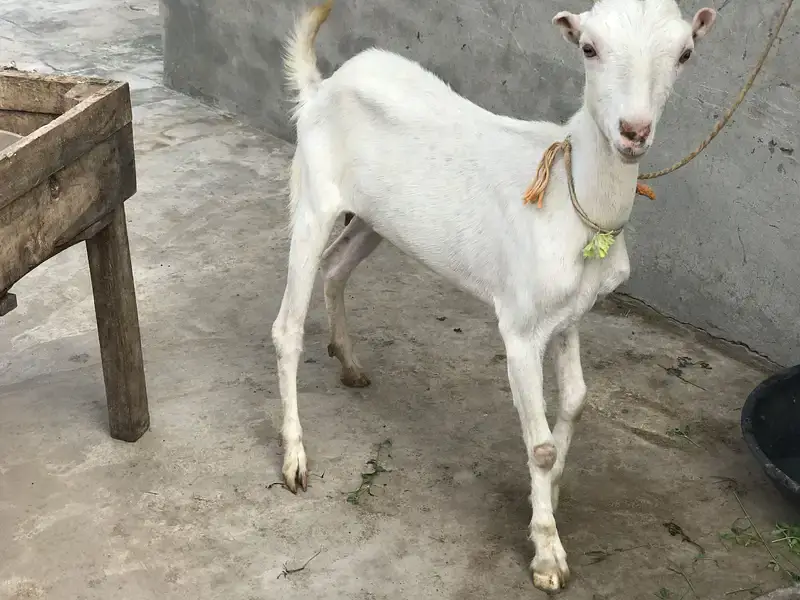 Teddy gulabi goat — photo 2