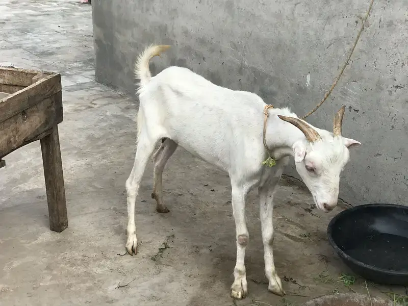 Teddy gulabi goat — photo 3