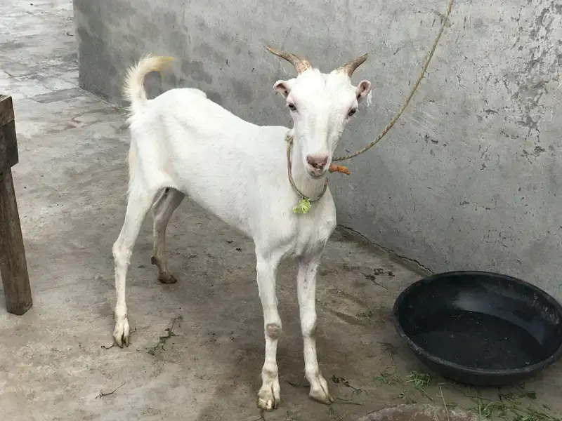 Teddy gulabi goat — photo 4